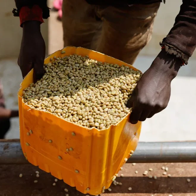Ethiopia Buncho - kawa specialty - Image 6