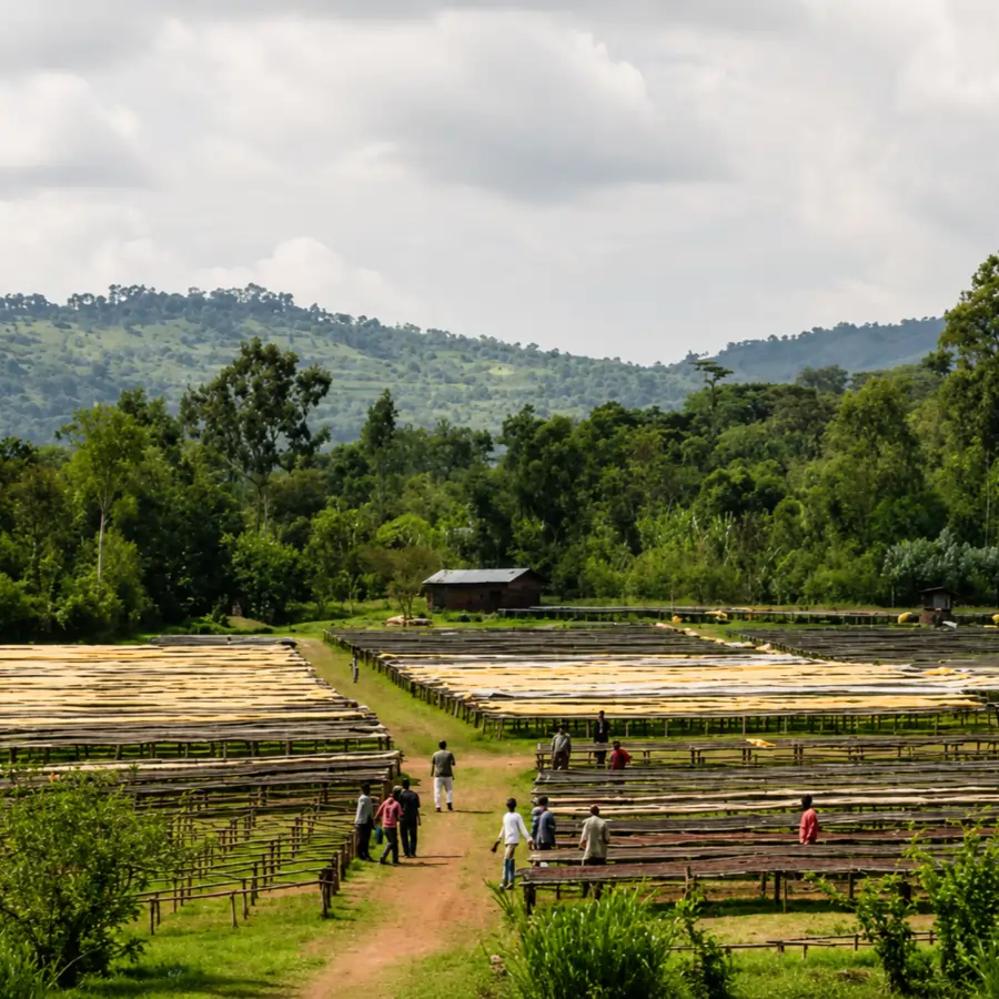 Ethiopia Buncho - kawa specialty - Image 8