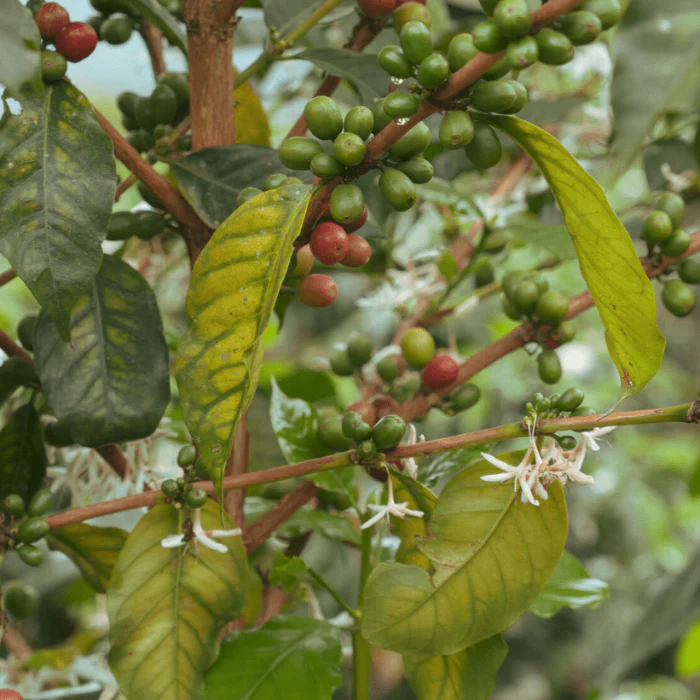 Kawa Specialty Honduras Marcala - Image 10