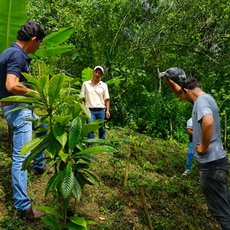 Mexico Ozolotepec - kawa specialty - Image 12