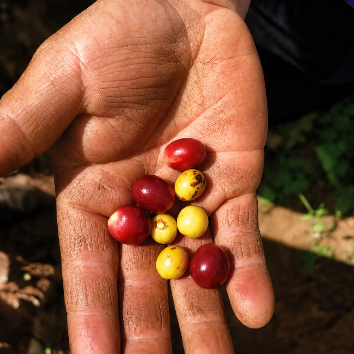 Mexico Ozolotepec - kawa specialty - Image 8