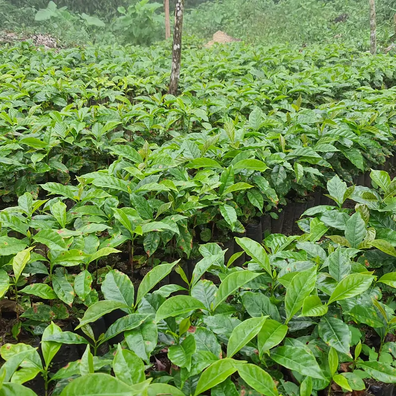 Zestaw kawowy JAVA Blend Bestsellers [Espresso] 3x250g - Image 4